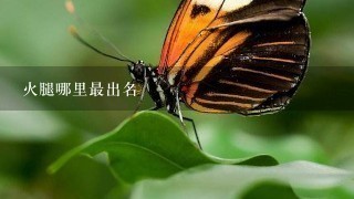 火腿哪里最出名 火腿哪里最出名