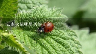 云南火腿哪里买的正宗 云南火腿哪里买的正宗