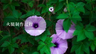 火腿制作过程 火腿制作过程
