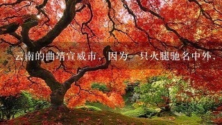云南的曲靖宣威市,因为一只火腿驰名中外,这到底是 云南的曲靖宣威市,因为一只火腿驰名中外,这到底是