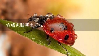 宣威火腿哪家好吃? 宣威火腿哪家好吃?