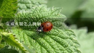 宣威火腿怎么腌制 宣威火腿怎么腌制