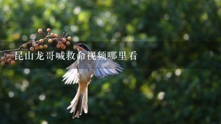 昆山龙哥喊救命视频哪里看 昆山龙哥喊救命视频哪里看