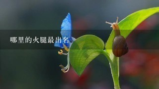 哪里的火腿最出名 哪里的火腿最出名