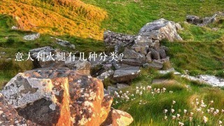 意大利火腿有几种分类? 意大利火腿有几种分类?