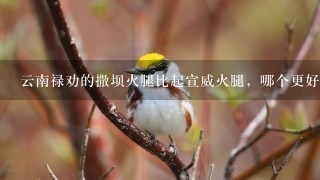 云南禄劝的撒坝火腿比起宣威火腿,哪个更好吃一点? 云南禄劝的撒坝火腿比起宣威火腿,哪个更好吃一点?