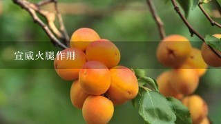 宣威火腿作用 宣威火腿作用