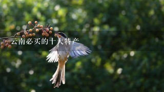 云南必买的十大特产 云南必买的十大特产