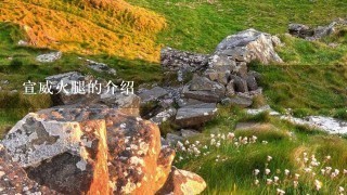 宣威火腿的介绍 宣威火腿的介绍