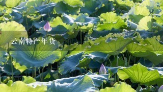 云南特产年货 云南特产年货