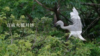 宣威火腿月饼 宣威火腿月饼
