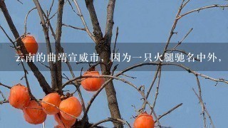 云南的曲靖宣威市,因为一只火腿驰名中外,这到底是 云南的曲靖宣威市,因为一只火腿驰名中外,这到底是