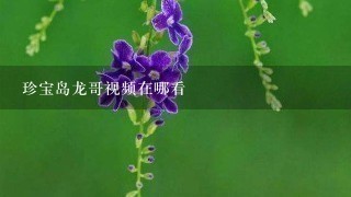 珍宝岛龙哥视频在哪看 珍宝岛龙哥视频在哪看
