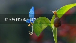 如何腌制宣威火腿? 如何腌制宣威火腿?