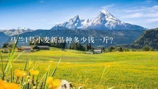 马兰1号小麦新品种多少钱1斤? 马兰1号小麦新品种多少钱1斤?