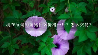 现在缅甸的黄鳝什么价格1斤?怎么交易? 现在缅甸的黄鳝什么价格1斤?怎么交易?