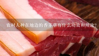 农村人种在地边的香茅草有什么功效和用途? 农村人种在地边的香茅草有什么功效和用途?