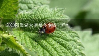 2020阳澄湖大闸蟹多少钱1斤? 2020阳澄湖大闸蟹多少钱1斤?