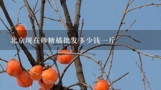 北京现在砂糖橘批发多少钱1斤 北京现在砂糖橘批发多少钱1斤
