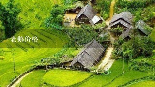 老鹅价格 老鹅价格