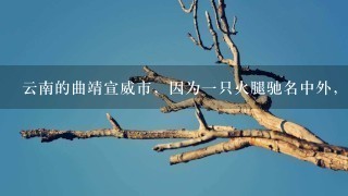 云南的曲靖宣威市,因为一只火腿驰名中外,这到底是 云南的曲靖宣威市,因为一只火腿驰名中外,这到底是