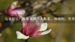 这是什么?像紫菜但不是紫菜,细细的,黑黑的,像头发,是干的,1团,很脆,很长。这是什么? 这是什么?像紫菜但不是紫菜,细细的,黑黑的,像头发,是干的,1团,很脆,很长。这是什么?