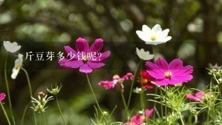 1斤豆芽多少钱呢? 1斤豆芽多少钱呢?