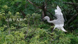云南十大特产 云南十大特产
