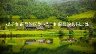 提子和葡萄的区别 提子和葡萄的共同之处 提子和葡萄的区别 提子和葡萄的共同之处