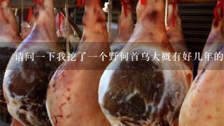 请问1下我挖了1个野何首乌大概有好几年的了有1斤 请问1下我挖了1个野何首乌大概有好几年的了有1斤