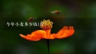 今年小麦多少钱1斤? 今年小麦多少钱1斤?