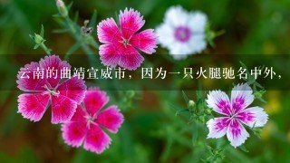 云南的曲靖宣威市,因为一只火腿驰名中外,这到底是 云南的曲靖宣威市,因为一只火腿驰名中外,这到底是