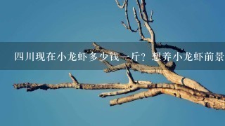 4川现在小龙虾多少钱1斤?想养小龙虾前景怎么样? 4川现在小龙虾多少钱1斤?想养小龙虾前景怎么样?