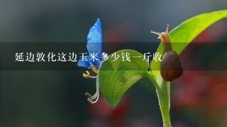 延边敦化这边玉米多少钱1斤收 延边敦化这边玉米多少钱1斤收