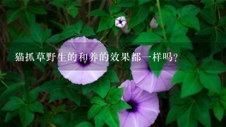 猫抓草野生的和养的效果都1样吗? 猫抓草野生的和养的效果都1样吗?