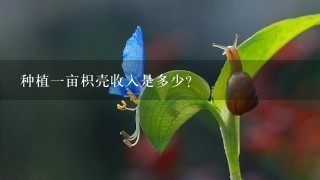 种植1亩枳壳收入是多少? 种植1亩枳壳收入是多少?