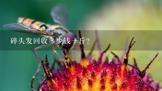 碎头发回收多少钱1斤? 碎头发回收多少钱1斤?