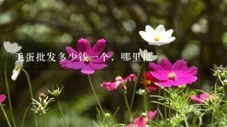 毛蛋批发多少钱1个,哪里批 毛蛋批发多少钱1个,哪里批