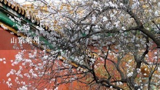 山东莱州 山东莱州
