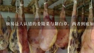 极易让人认错的委陵菜与翻白草,两者到底如何识别? 极易让人认错的委陵菜与翻白草,两者到底如何识别?