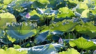 鸭毛1斤多少钱 鸭毛1斤多少钱