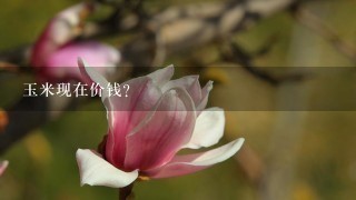 玉米现在价钱? 玉米现在价钱?