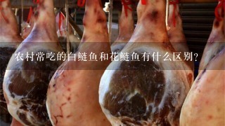 农村常吃的白鲢鱼和花鲢鱼有什么区别? 农村常吃的白鲢鱼和花鲢鱼有什么区别?
