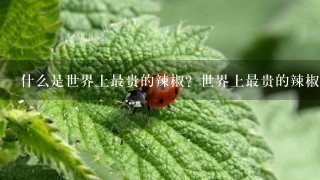 什么是世界上最贵的辣椒？世界上最贵的辣椒多少钱1斤