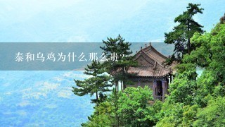 泰和乌鸡为什么那么贵? 泰和乌鸡为什么那么贵?
