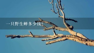 1只野生蝉多少钱? 1只野生蝉多少钱?