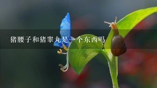 猪腰子和猪睾丸是1个东西吗 猪腰子和猪睾丸是1个东西吗