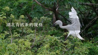 湖北青砖茶的规格 湖北青砖茶的规格