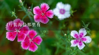 1斤装海盐那里有 1斤装海盐那里有