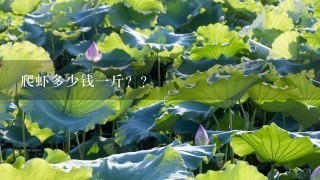 爬虾多少钱1斤?? 爬虾多少钱1斤??